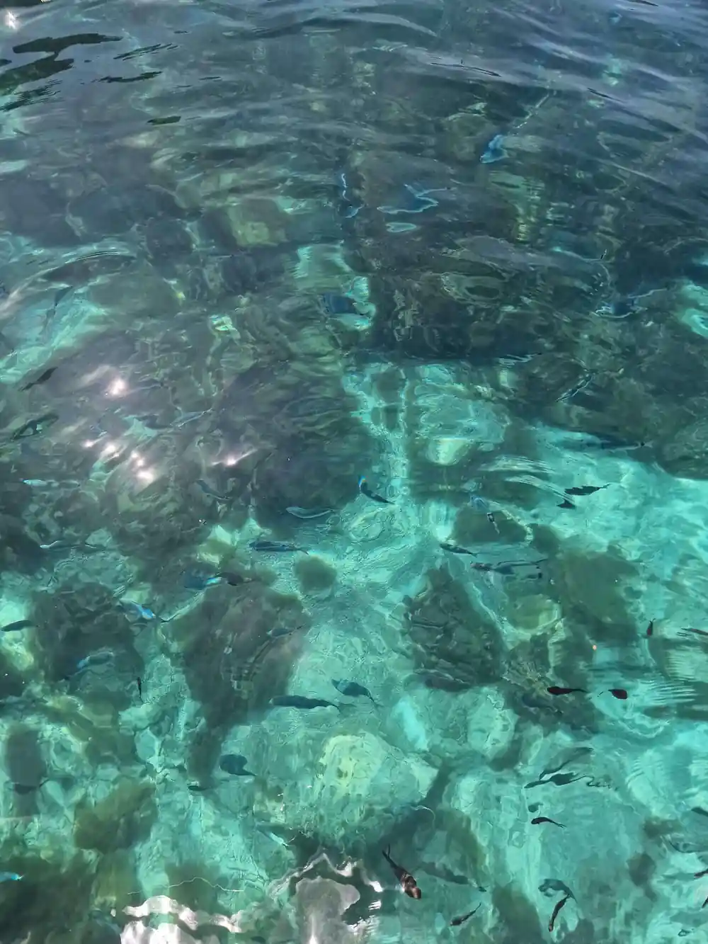 Fish moving over the seabed in clear water