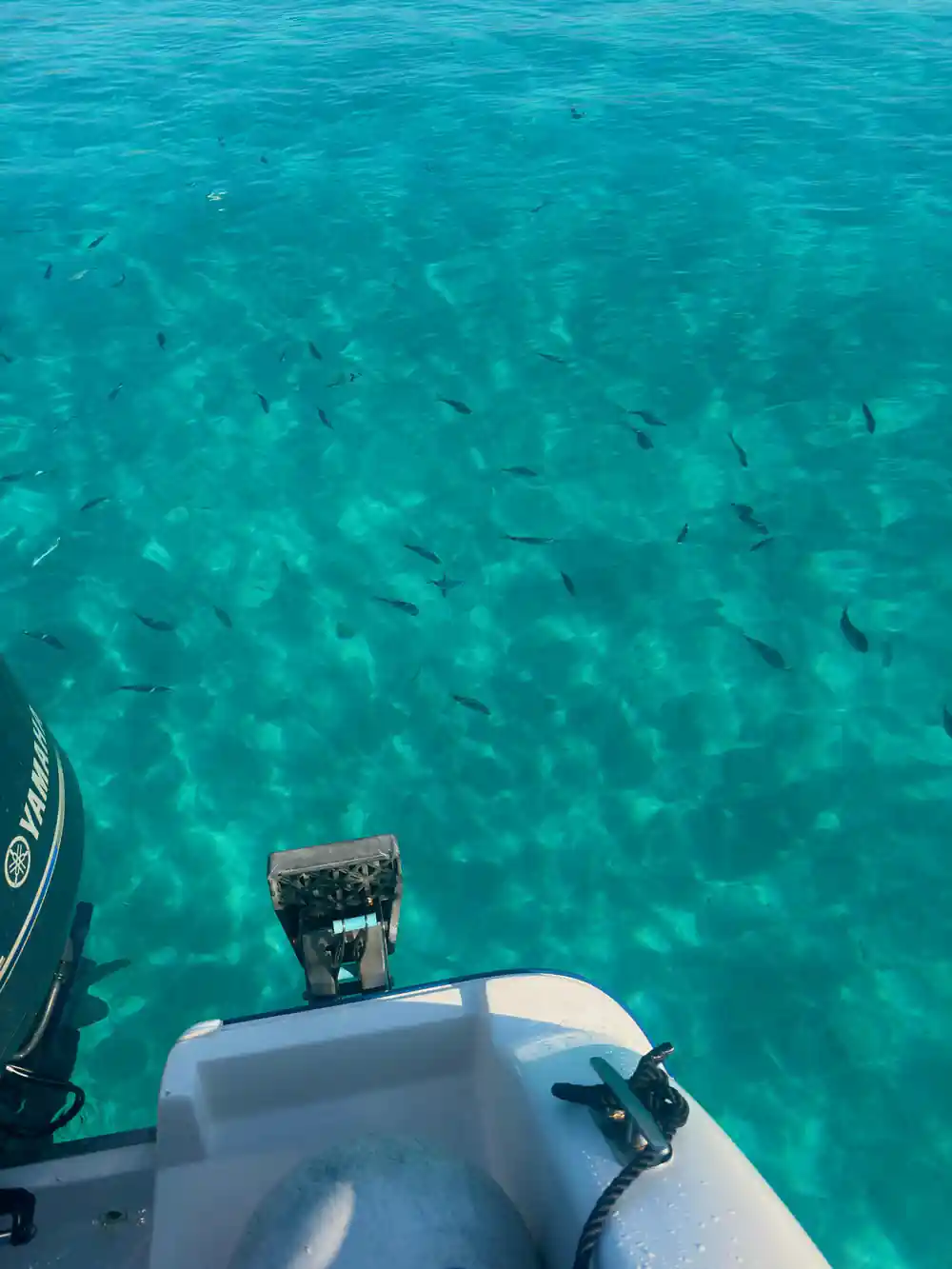 Fish over a pale seabed beside the boat